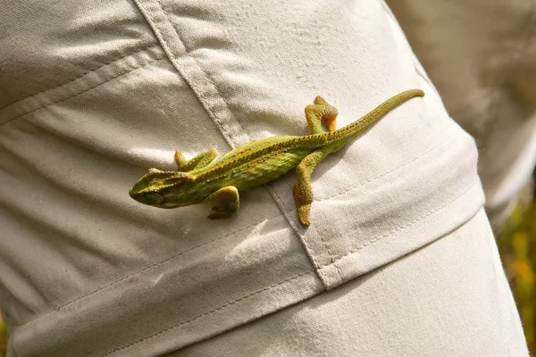 Malá horská chameleon sedí na noze — Stock fotografie