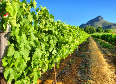 Vineyard against awesome mountains - close view clipart