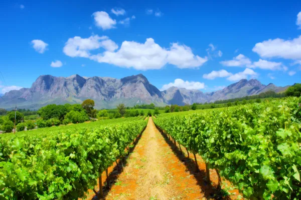 Weinberge gegen grandiose Berge — Stockfoto