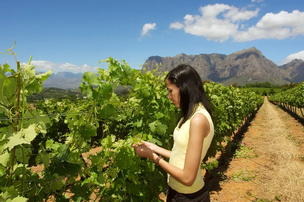 Mince mulâtre fille inspecte la vigne — Photo