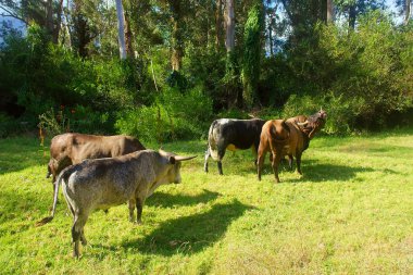 Afrika nguni bulls çekip