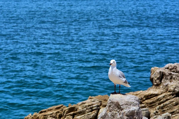 martı yanında deniz kaya