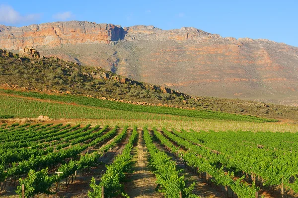 Quinta de vinhos nas montanhas — Fotografia de Stock