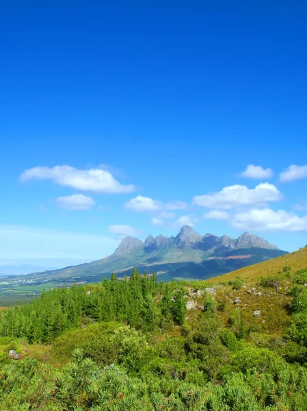 Afrikanischer Kiefernwald — Stockfoto