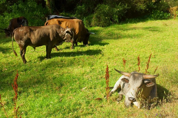 Weißer Nguni-Bulle liegt auf Weide — Stockfoto
