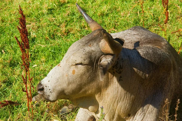 Encerramento do touro africano Nguni — Fotografia de Stock
