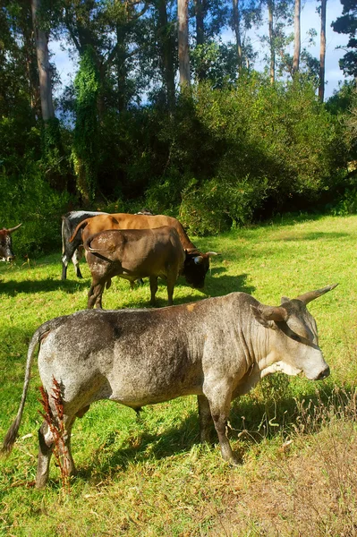 Nguni touros africanos em pastagens — Fotografia de Stock
