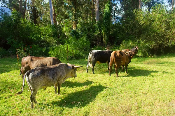 Africano Nguni touros vão embora — Fotografia de Stock