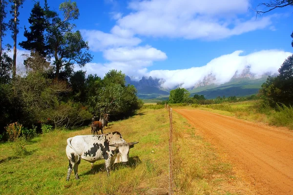 Afrikanische Nguni Bullen auf der Weide — Stockfoto