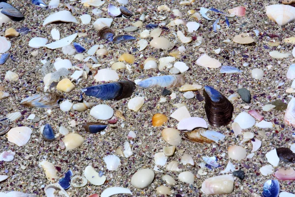 Grava marina con conchas —  Fotos de Stock