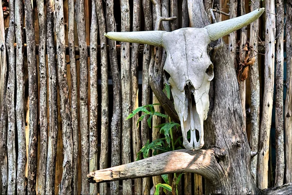 African bull skull on wall — Stock Photo, Image