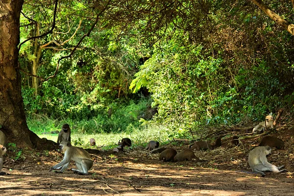 Macacos-de-veludo e mangustos — Fotografia de Stock