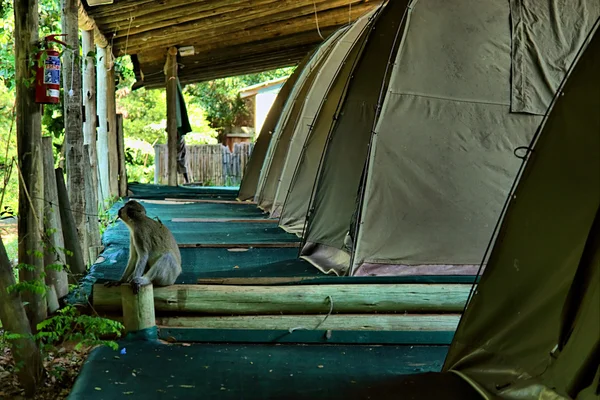 Singe assis à côté de la tente de camping — Photo