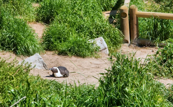 Häckande cape pingvin — Stockfoto