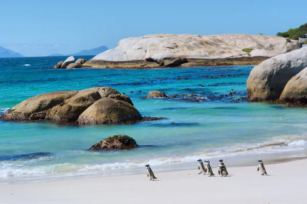 Pinguins caminham na praia ensolarada — Fotografia de Stock