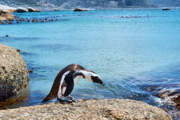 Cape pingvin ser ut i vattnet — Stockfoto