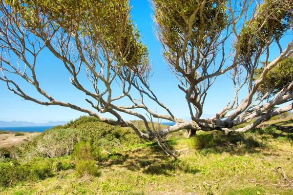 Wide tree next to sea — Stock Photo, Image
