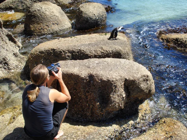 Guy makes a photo of Cape penguin — Stock Photo, Image