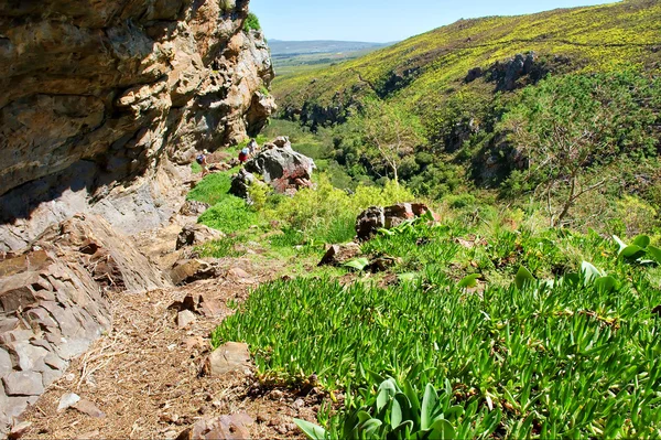 Plantas verdes frescas bajo roca — Foto de Stock