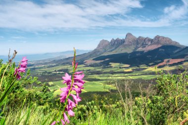 Pink wild flowers in mountains clipart