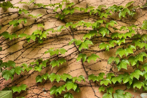 Ivy vine on wall — Stock Photo, Image