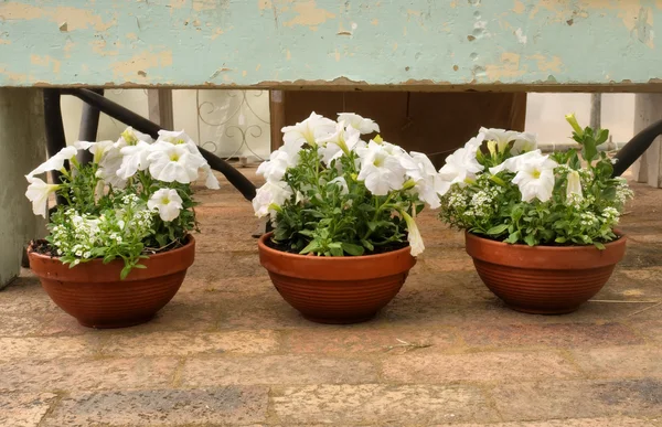 Three flower pots — Stock Photo, Image