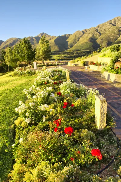 Cama de flores contra montañas — Foto de Stock