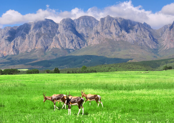 Antelopes, lawn, mountain