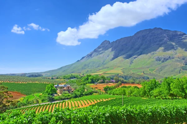 Vineyards against awesome mountains — Stock Photo, Image