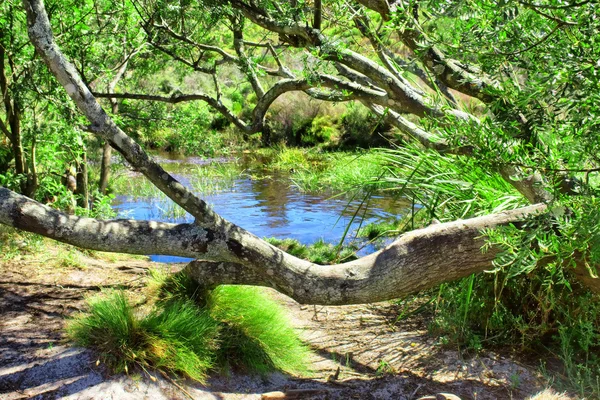 Liten damm i inhemsk skog — Stockfoto