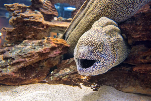 Alerted moray eel — Stock Photo, Image