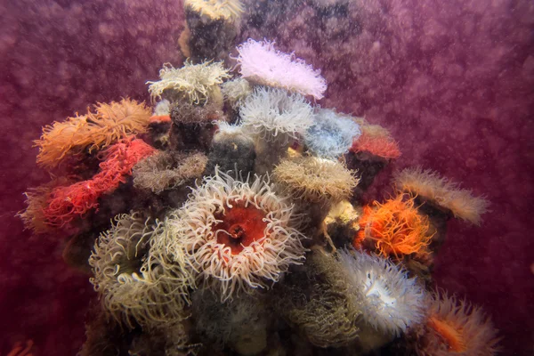 Actinia roja o anémona de mar —  Fotos de Stock