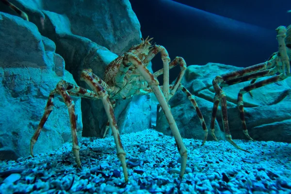 Deep-water crab — Stock Photo, Image