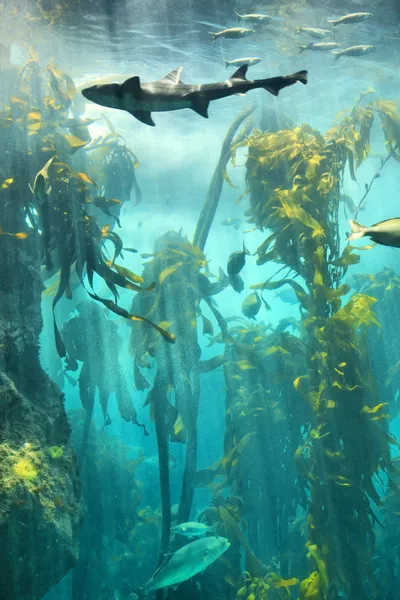 Big fish in underwater kelp forest — Stock Photo, Image