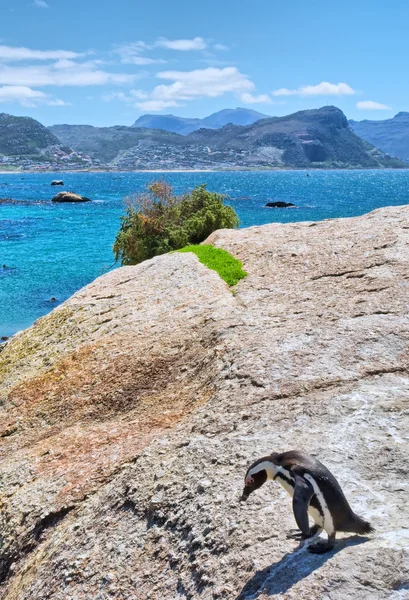 Pingüino del Cabo se sienta en una roca — Foto de Stock