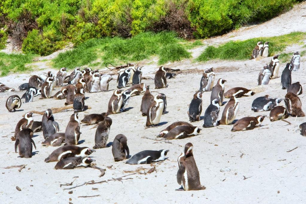 Colony of Cape penguins on beach