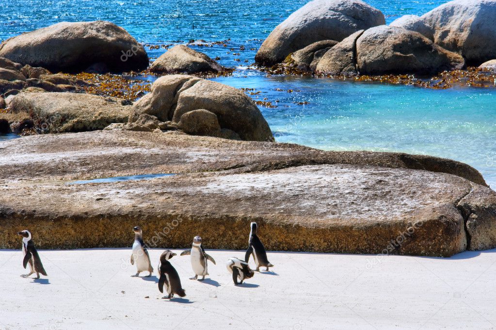 Group of penguins plays on beach