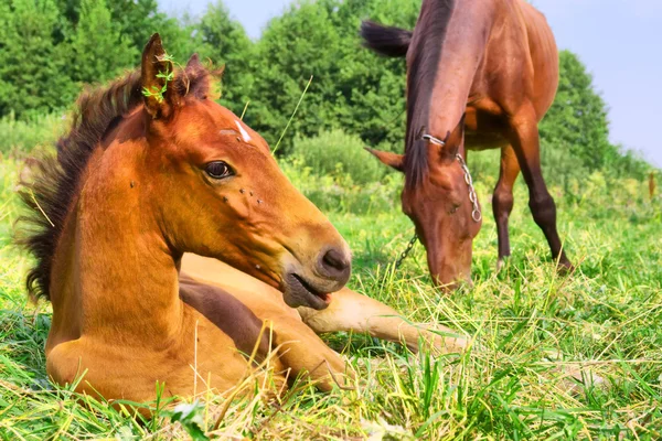 Ruhendes Fohlen mit Mutter — Stockfoto