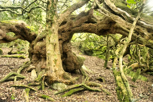 Curved tree — Stock Photo, Image