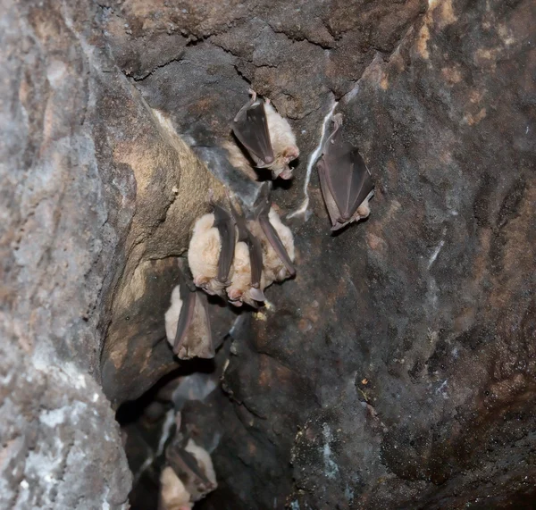 Bunch of bats hanging in cave — Stock Photo, Image