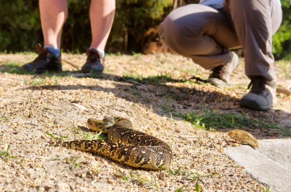 Puff adder (Bitis archtans), лежащий рядом с ногами — стоковое фото