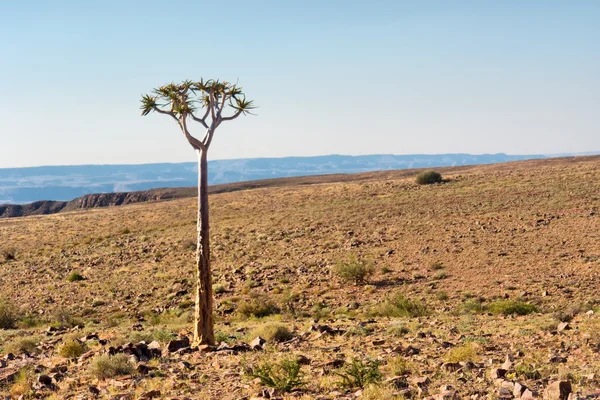 Eenzame boom in de steenwoestijn — Stockfoto
