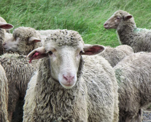 Drakensberg sheep — Stock Photo, Image