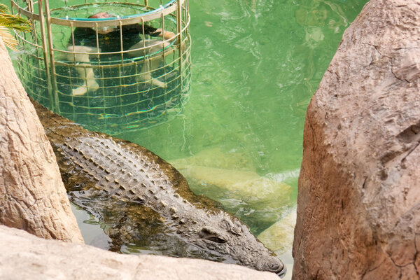 Crocodile cage diving