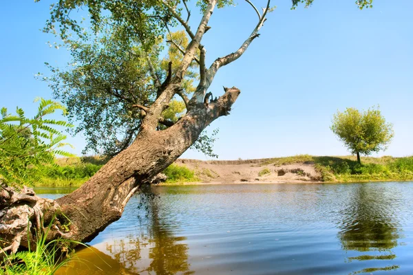 Stromy a jezero — Stock fotografie