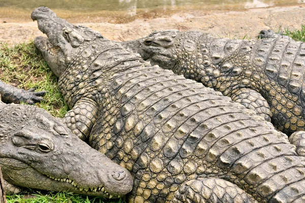 Fett krokodil med vänner — Stockfoto