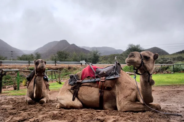 Dois camelos em repouso — Fotografia de Stock