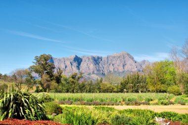 şarap Çiftliği ve Bahçe karşı dağlar