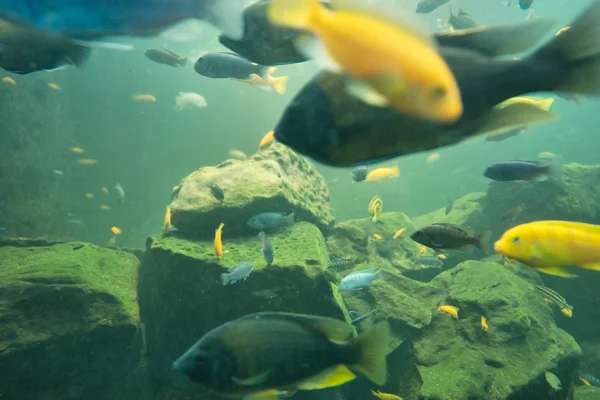 African cichlids — Stock Photo, Image