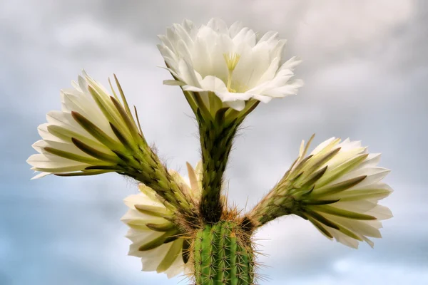 Weiße Kaktusblüten gegen Wolken — Stockfoto
